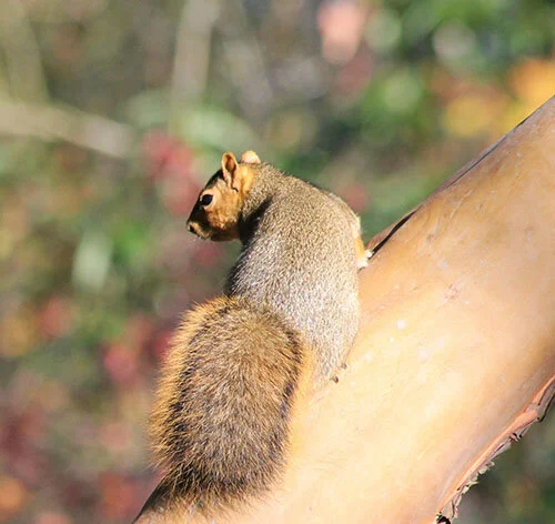 Squirrel, Elk Rock Garden