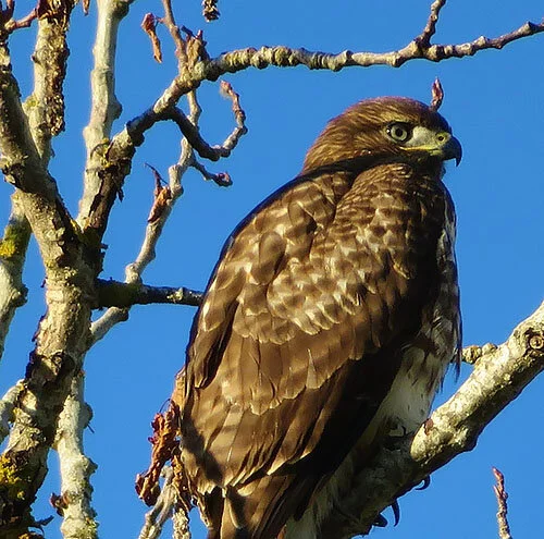 Hawk, Ridgefield Wildlife Refuge