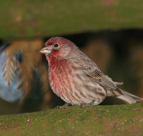 House Finch, Wildlife Botanical Woods