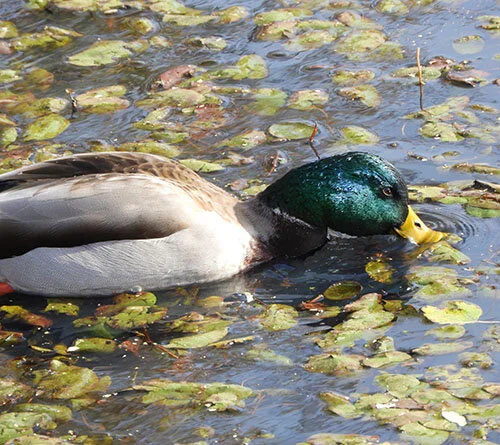 Mallard, Steigerwald Wildlife Refuge