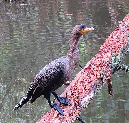 Cormorant, Lacamas Lake