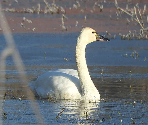 Tundra Swan, Ridgefield Wildlife Refuge