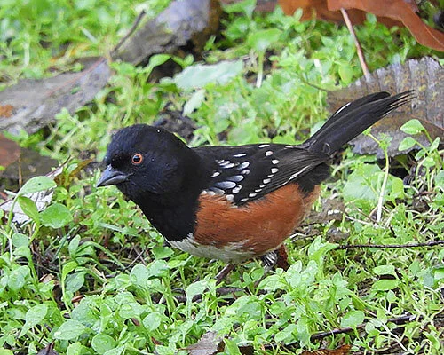 Towhee, Lewisville Park