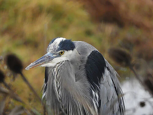 Heron, Steigerwald Wildlife Refuge