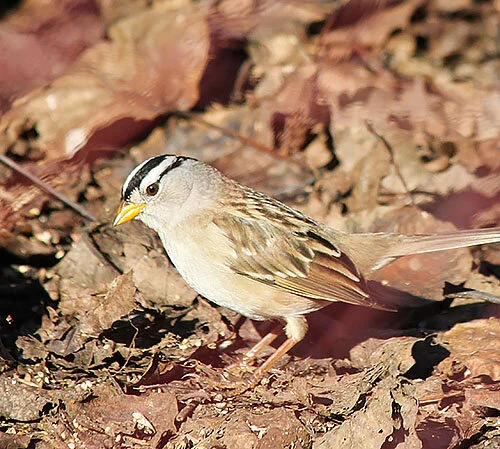 White-Crowned Sparrow, Wildlife Botanical Garden