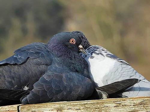 Rock Pigeons, Ridgefield Wildlife Refuge