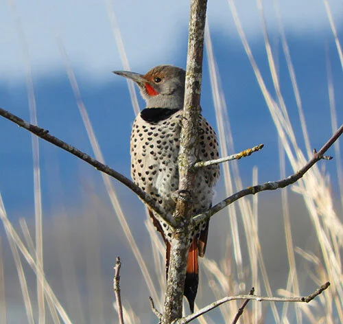 Northern Flicker, Steigerwald Wildlife Refuge