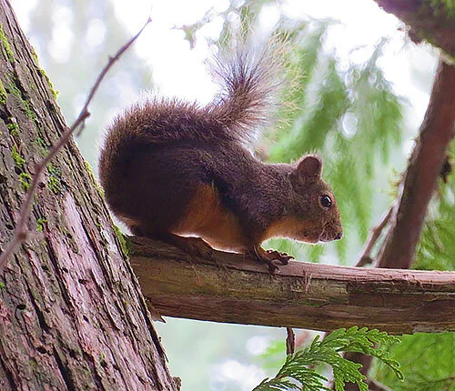 Squirrel, Tryon Creek