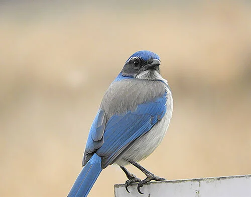 Scrub Jay, Steigerwald Wildlife Refuge