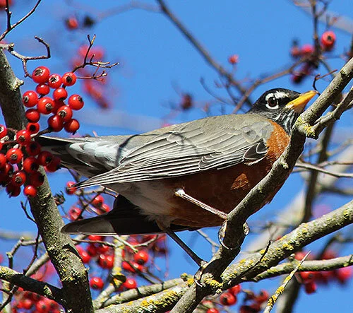 Robin, Wildlife Botanical Garden