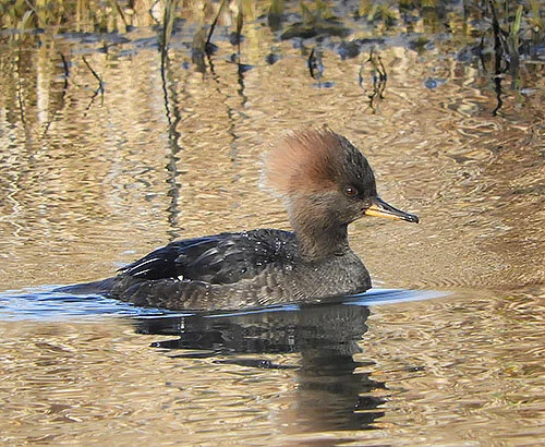 Female Merganser, Ridgefield Wildlife Refuge