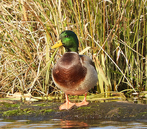 Mallard, Steigerwald Wildlife Refuge