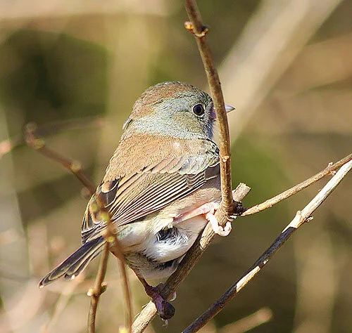 Dark-Eyed Junco, Wildlife Botanical Garden