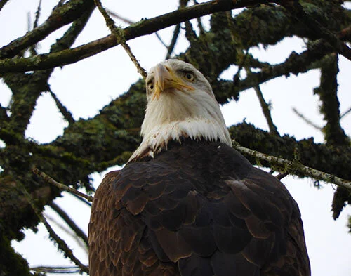 Eagle, Steigerwald Wildlife Refuge