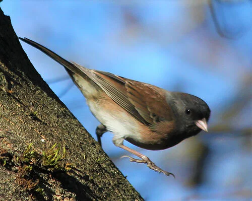 Dark-Eyed Junco, Wildlife Botanical Garden