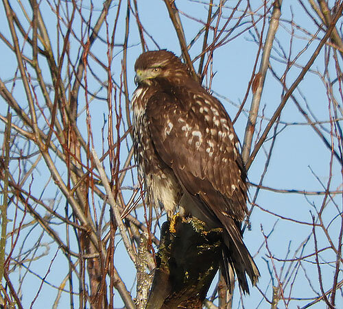 Hawk, Ridgefield Wildlife Refuge