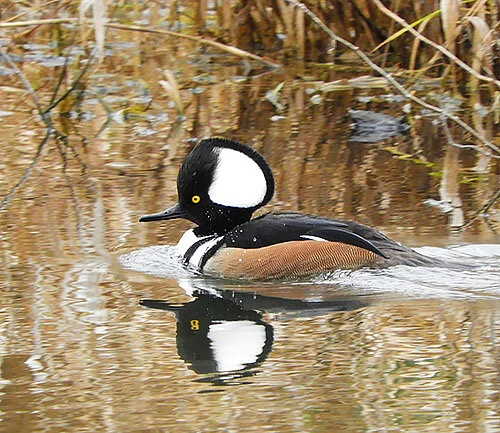 Male Hooded Merganser, Steigerwald Wildlife Refuge