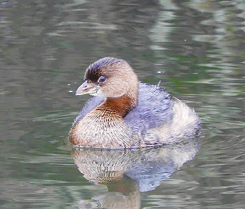 Grebe, Steigerwald Wildlife Refuge