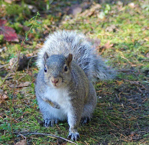 Squirrel, Lewisville Park