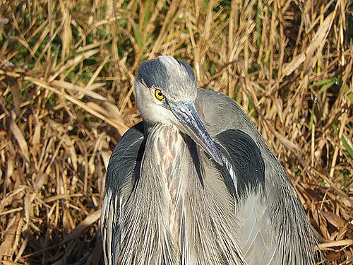Blue Heron, Steigerwald Wildlife Refuge