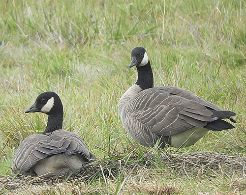 Canada Geese, Ridgefield Wildlife Refuge