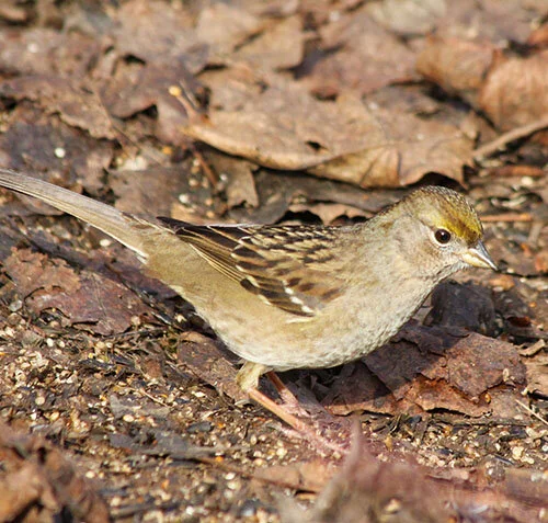 Yellow-Crowned Sparrow, Wildlife Botanical Garden