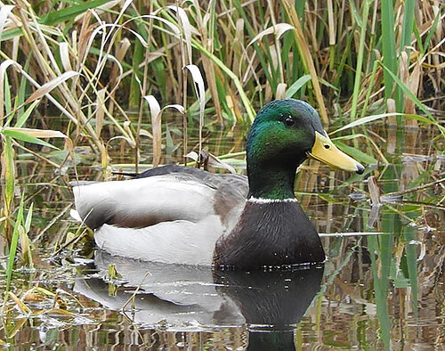 Male Mallard, Ridgefield Wildlife Refuge