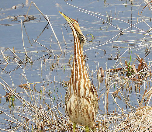 Bittern, Steigerwald Wildlife Refuge