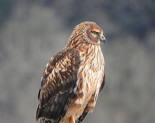 Northern Harrier, Steigerwald Wildlife Refuge