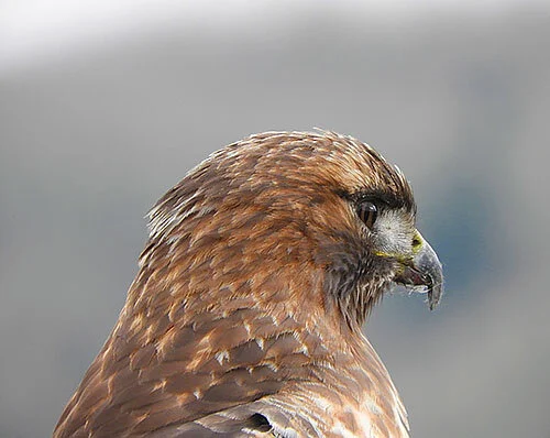 Hawk, Ridgefield Wildlife Refuge