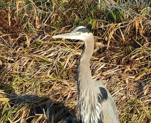 Heron, Steigerwald Wildlife Refuge
