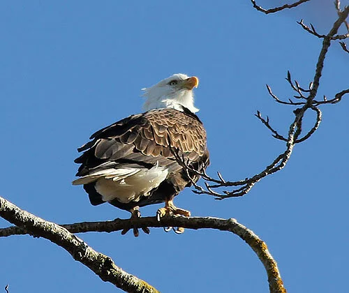 Eagle, Steigerwald Wildlife Refuge