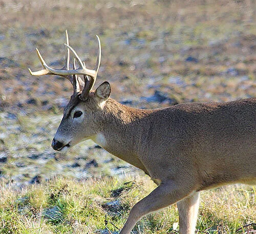 Buck, Ridgefield Wildlife Refuge