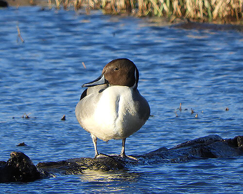 Pintail Duck, Ridgefield Wildlife Refuge