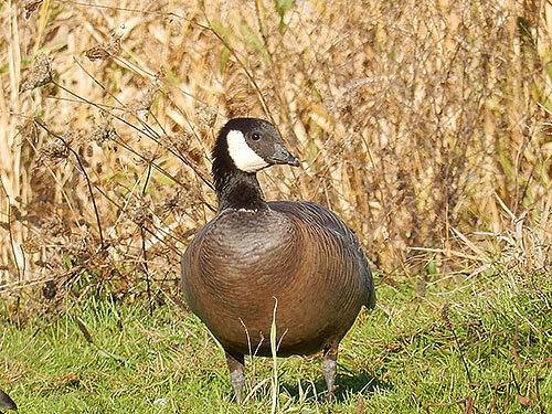 Goose, Ridgefield Wildlife Refuge
