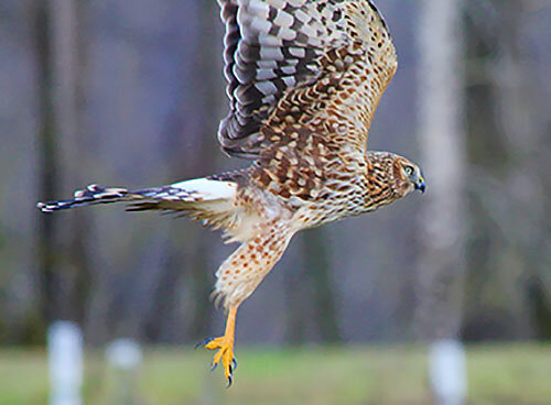 Northern Harrier, Steigerwald Wildlife Refuge