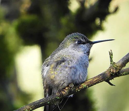 Hummingbird, Wildlife Botanical Garden