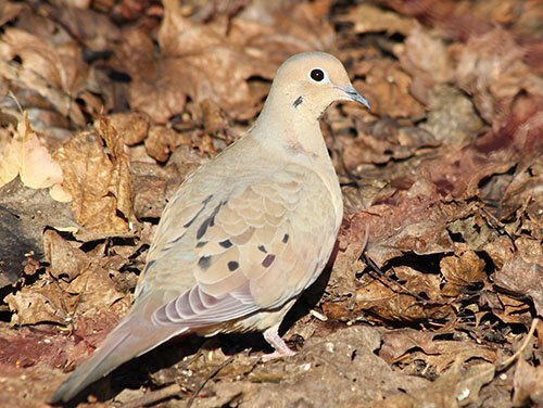 Dove, Wildlife Botanical Garden