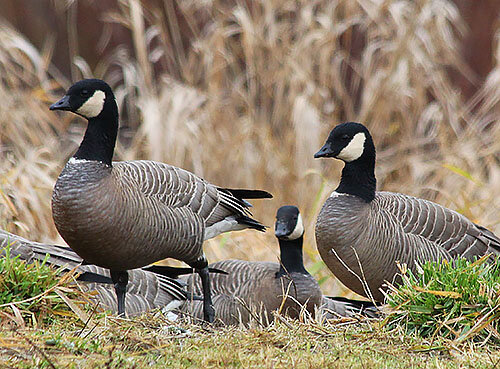Canada Geese, Ridgefield Wildlife Refuge