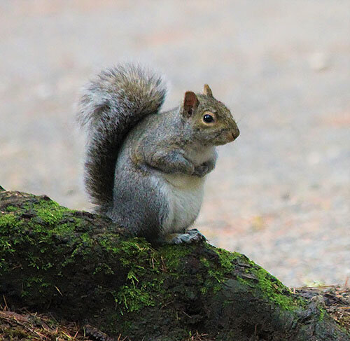 Squirrel, Lewisville Park