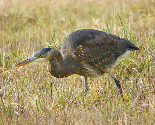 Blue Heron, Ridgefield Wildlife Refuge