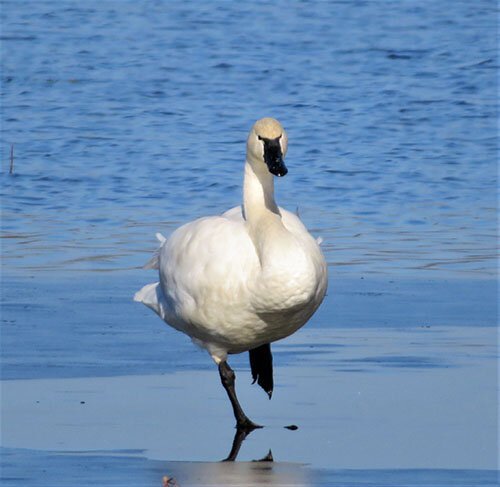 Tundra Swan, Ridgefield Wildlife Refuge