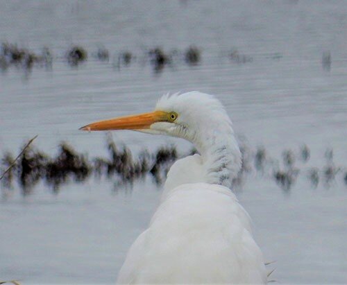 Egret, Ridgefield Wildlife