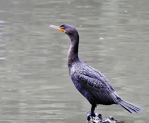Cormorant, Lacamas Lake