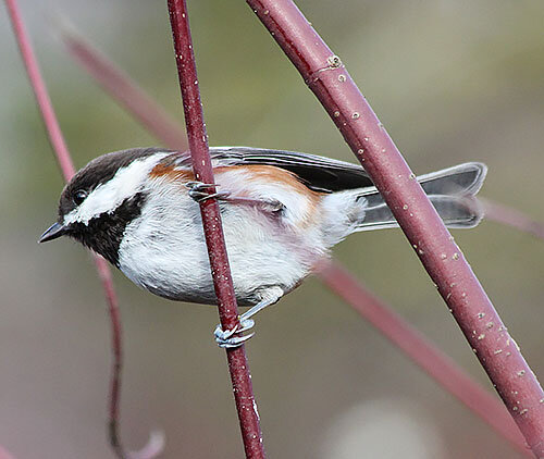 Chickadee, Wildlife Botanical Garden