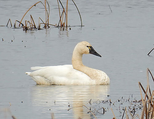 Tundra Swan, Ridgefield Wildlife Refuge