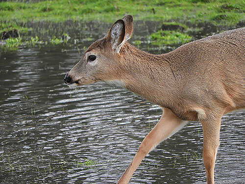 Deer, Ridgefield Wildlife Refuge