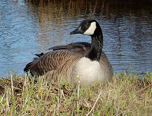 Canada Goose, Ridgefield Wildlife Refuge