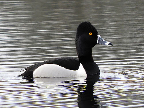 Ring Neck Duck, Ridgefield Wildlife Refuge