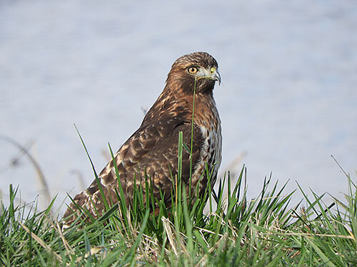 Hawk, Ridgefield Wildlife Refuge